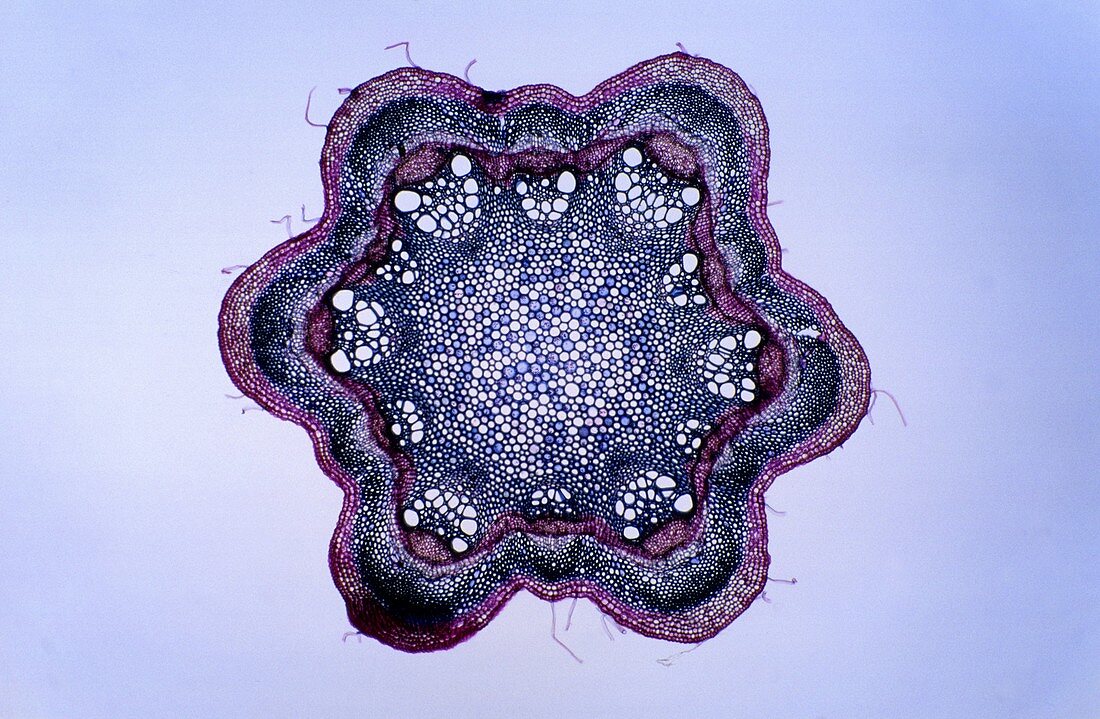 sclerenchyma in stems