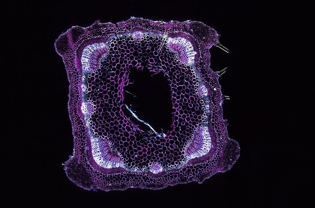 Collenchyma Stem of nettle 9x