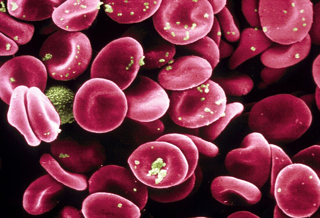 Red Blood Cells Scanning electron microscope