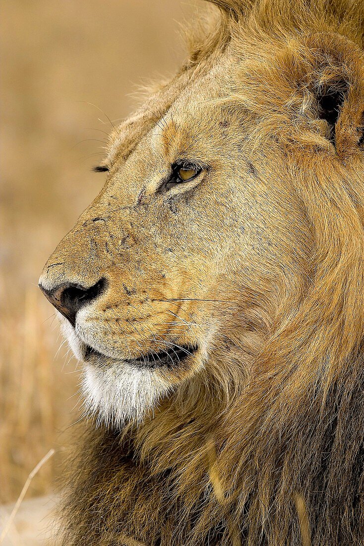 Panthera leo African lion Serengeti National Park Tanzania Africa