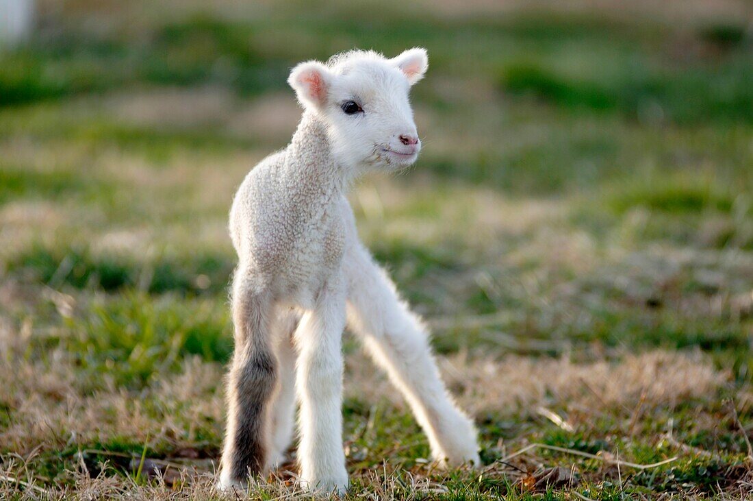 Lamb