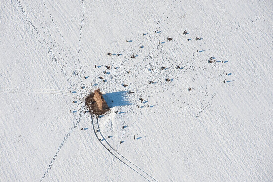 Aerial of Goose hunting blind with decoys in the snow, Dorchester County Maryland