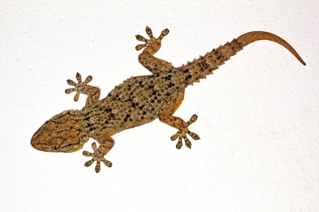 European common gecko Tarentola mauritanica