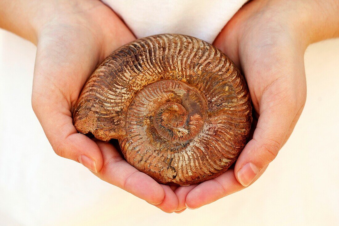 Ammonite