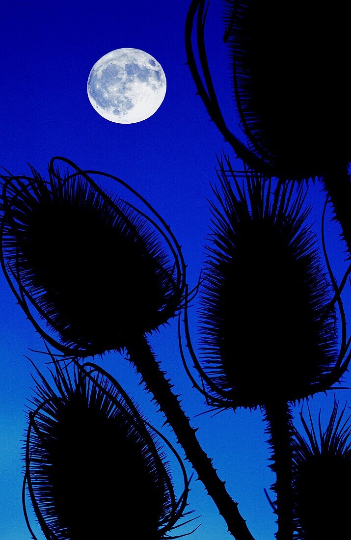 Moon and teasels