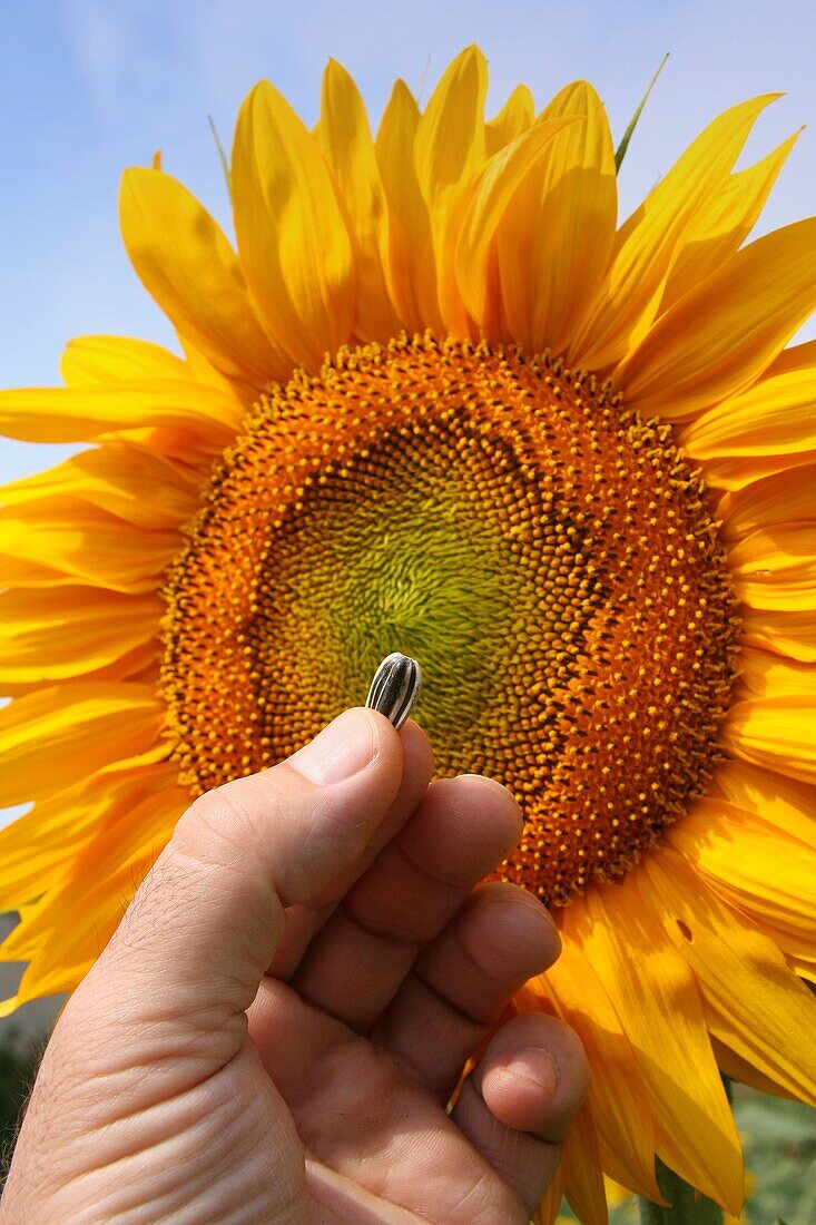 Sunflower and seed