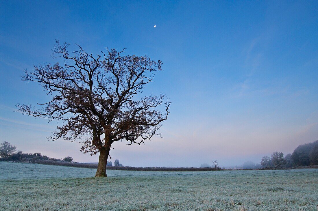 The Moon shines down over a solitary tree standing in a frosty field in Somerset at dawn