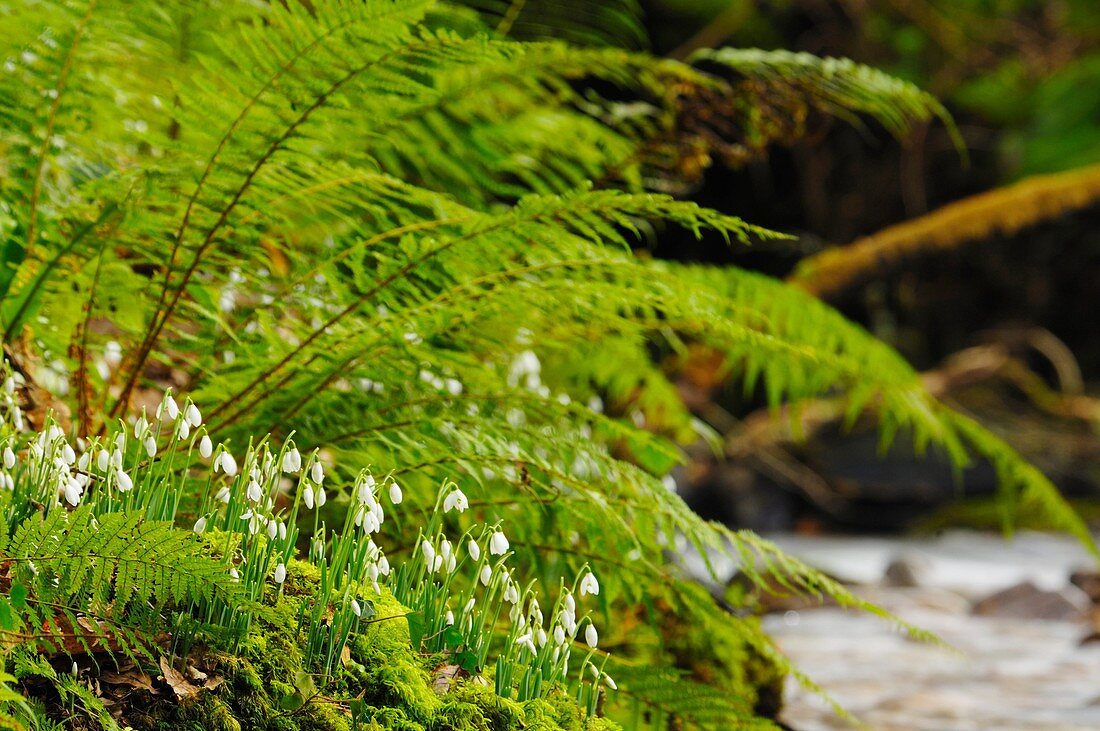 Snowdrops on the riverbank of the River Avill in Snowdrop Valley near Wheddon Cross on Exmoor in Somerset England