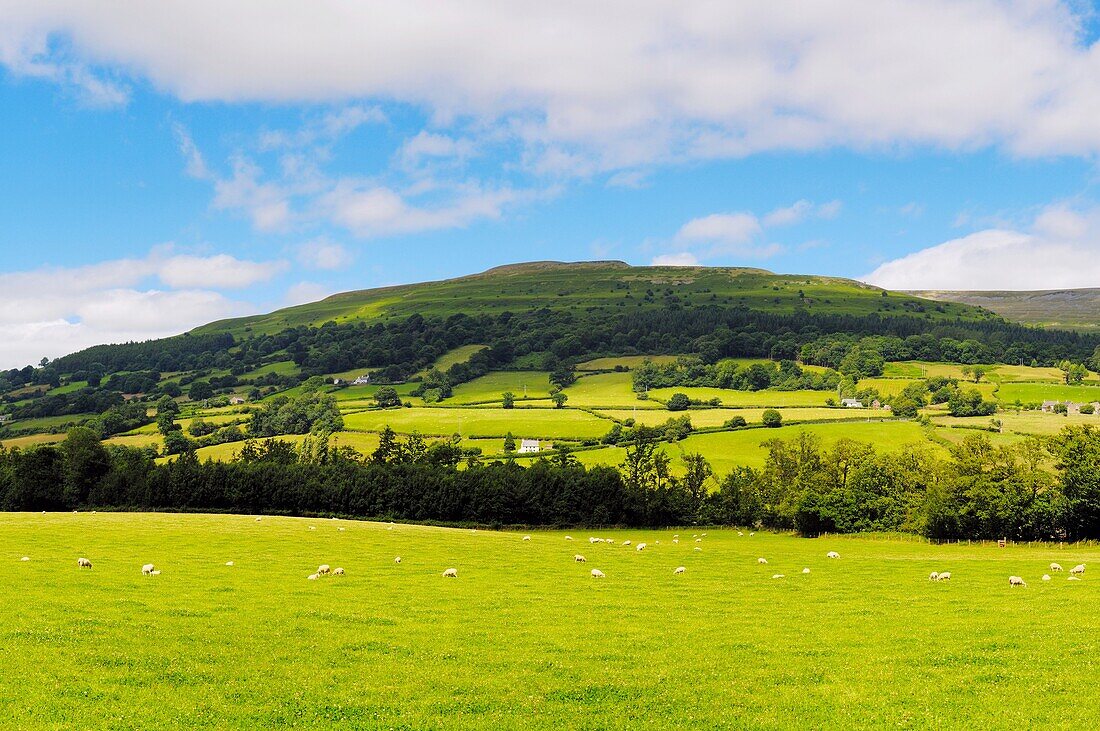 Sheep grazing in a meadow below the peak of Pen Cerrig-calch in the Brecon Beacons National Park near Crickhowell in the Usk valley