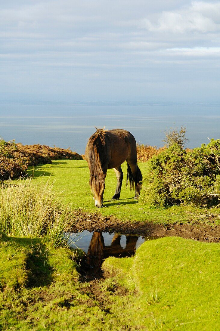 An Exmoor Pony grazing in Exmoor National Park near Porlock, Somerset, England