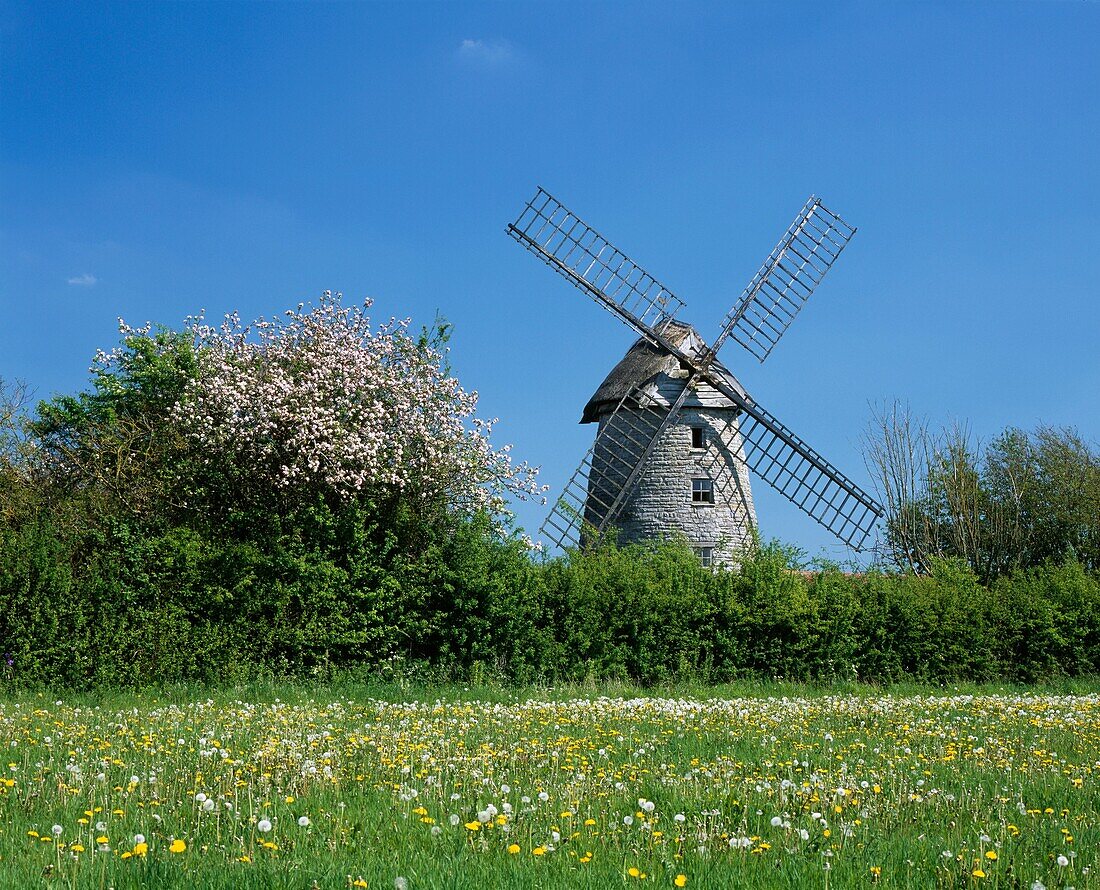 Stembridge Tower Mill the thatched windmill at High Ham in Somerset, England, United Kingdom