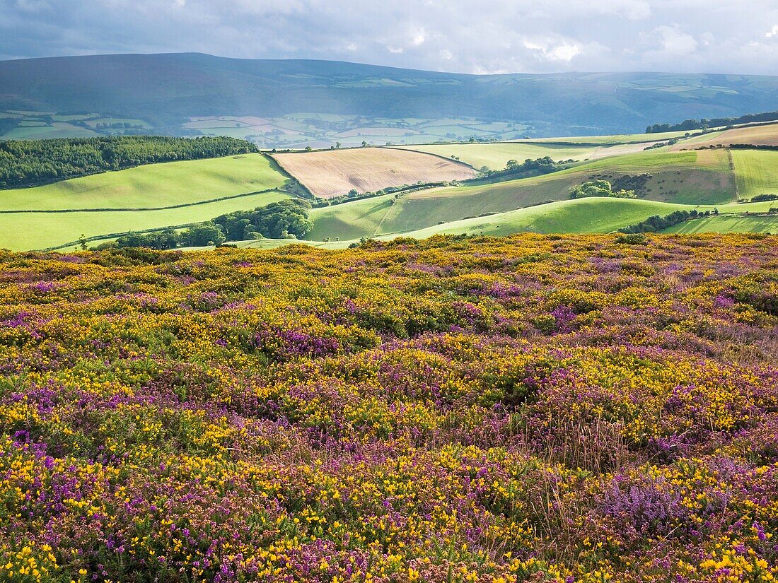 Bell Heather and Western Gorse in flower on Selworthy Beacon looking towards Dunkery Beacon over the Holnicote Estate in the Exmoor National Park. Selworthy, Somerset, England, United Kingdom.