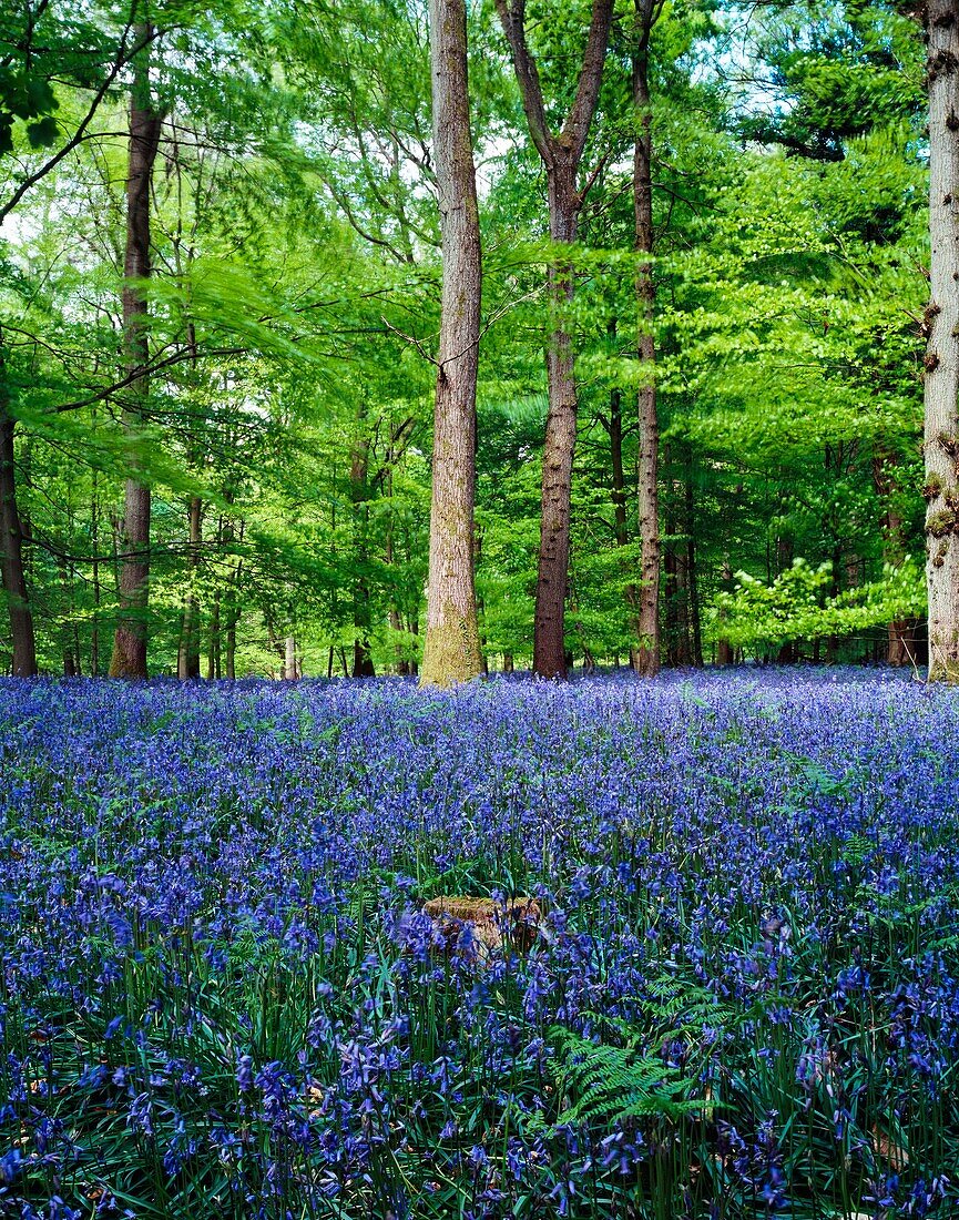 Bluebells in May in the Forest of Dean Gloucestershire, England, United Kingdom