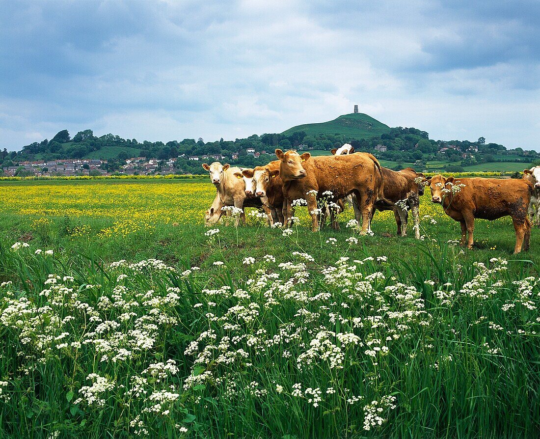 Cattle grazing on South Moor in front of Glastonbury Tor on The Somerset Levels, Glastonbury, Somerset, England, United Kingdom