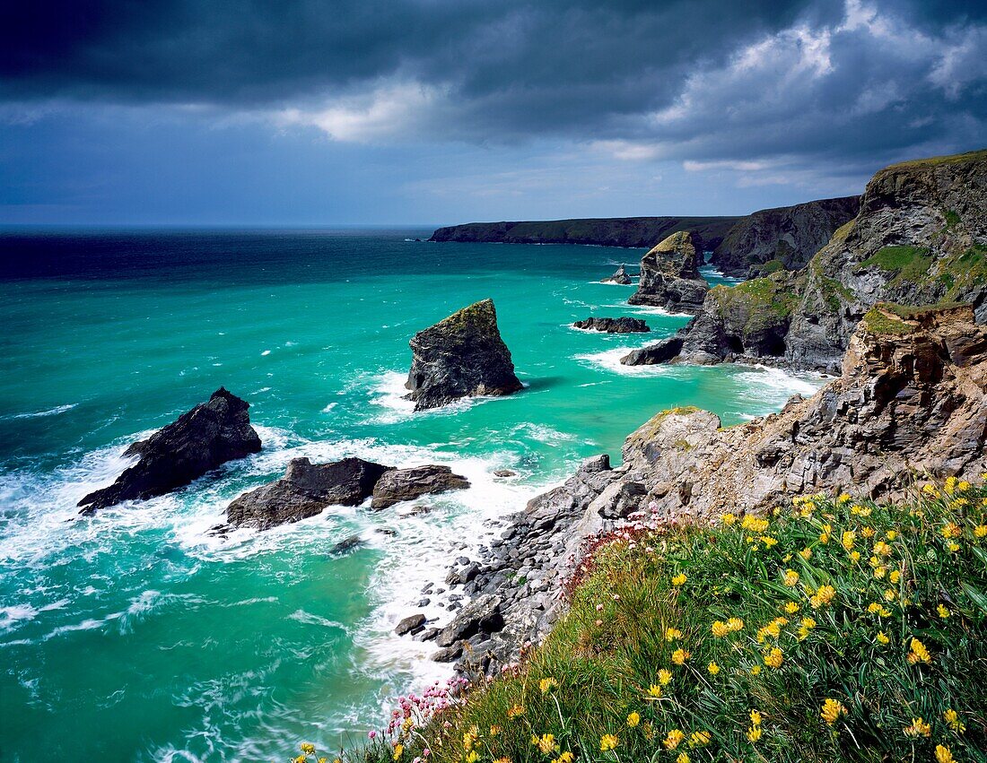 Spring flowers on the cliff top overlooking Bedruthan Steps on the North Cornwall Coastline near Newquay, Cornwall, England, United Kingdom