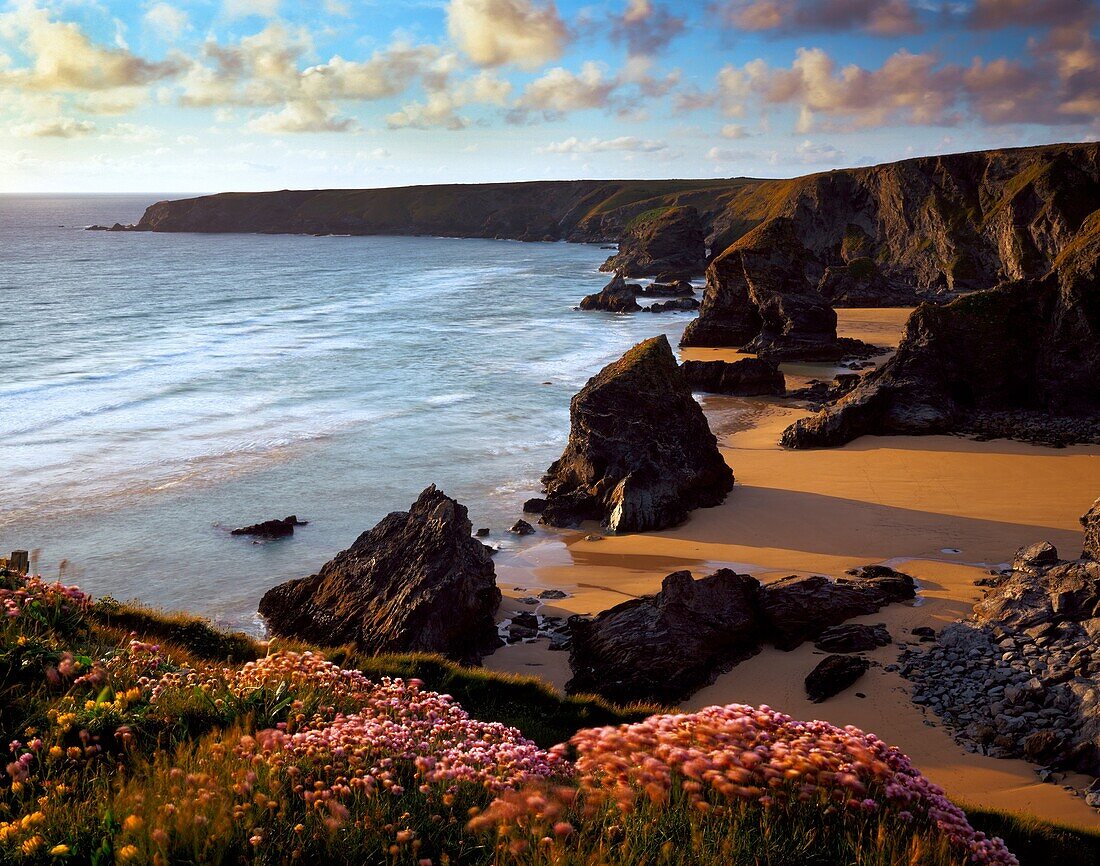 Sea Pinks on the cliffs overlooking Bedruthan Steps on the North Cornwall Coast near Newquay, England, United Kingdom
