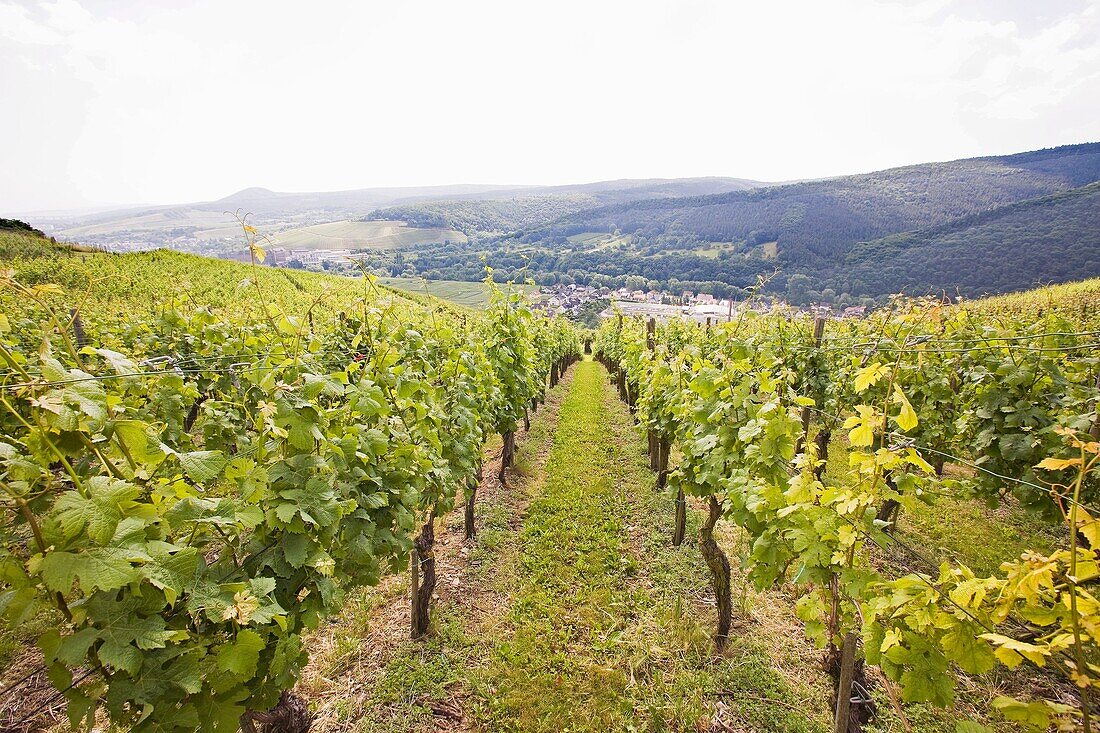 Europe, Germany, Rhineland, area of Bonn, Ahrweiler, wineyards, trail of the wine
