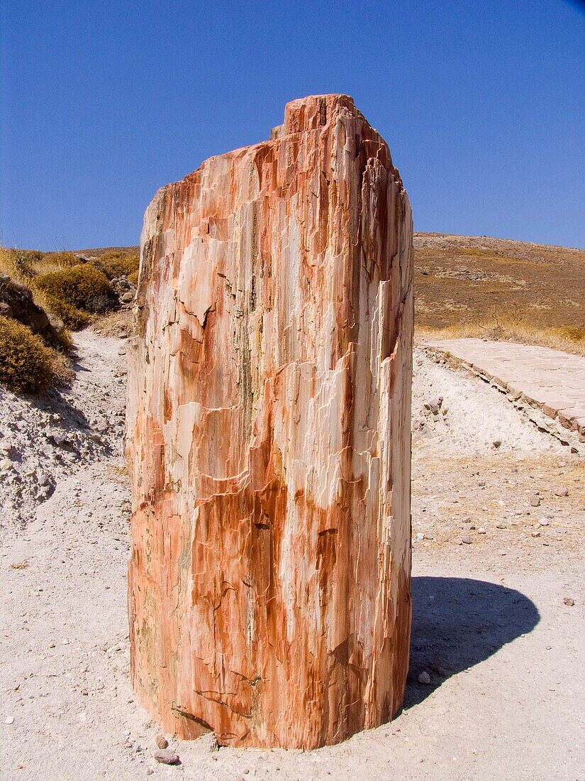 petrified forest, lesbos island, north west aegean, greece, europe