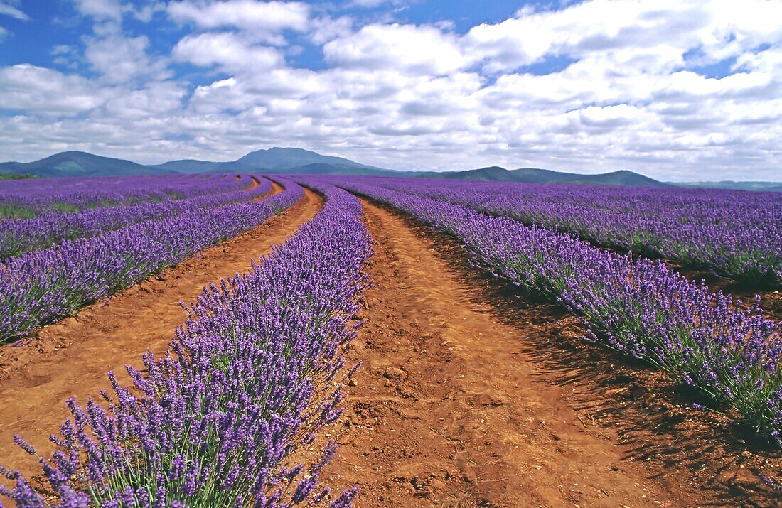 Bridestowe lavender farm, Northern Tasmania