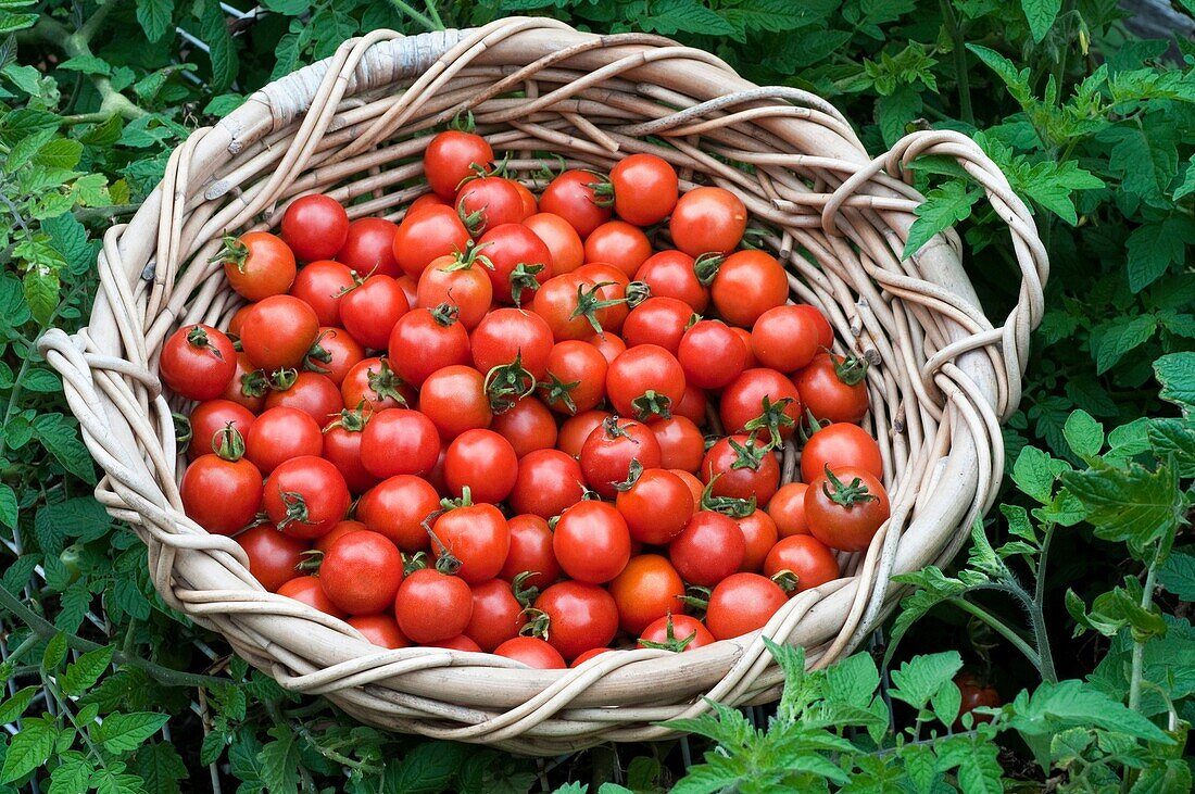 Freshly harvested cherry tomatoes and beans in a basket