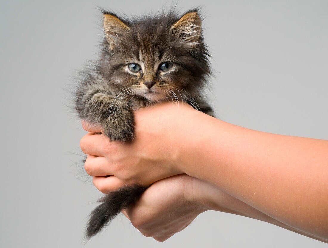 Cute six week old kitten