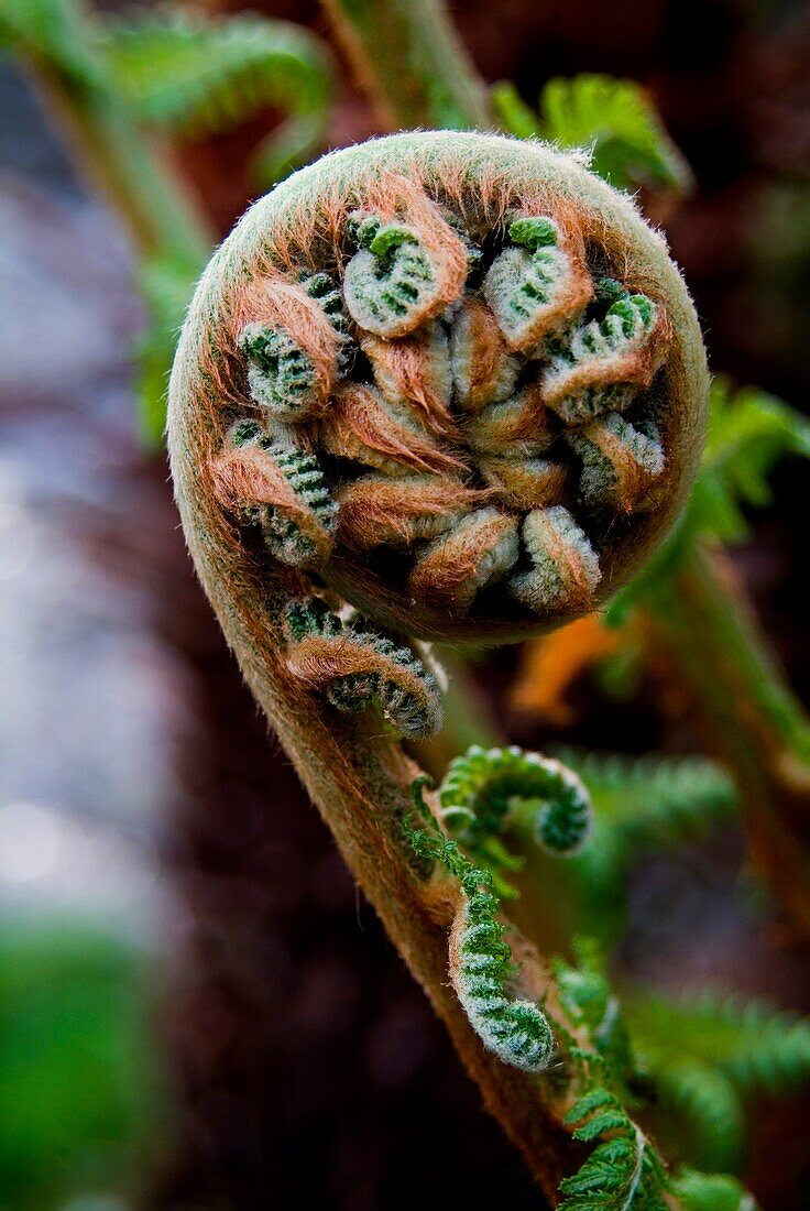 Antipodean tree fern Dicksonia Antarctica native to Australia and New Zealand