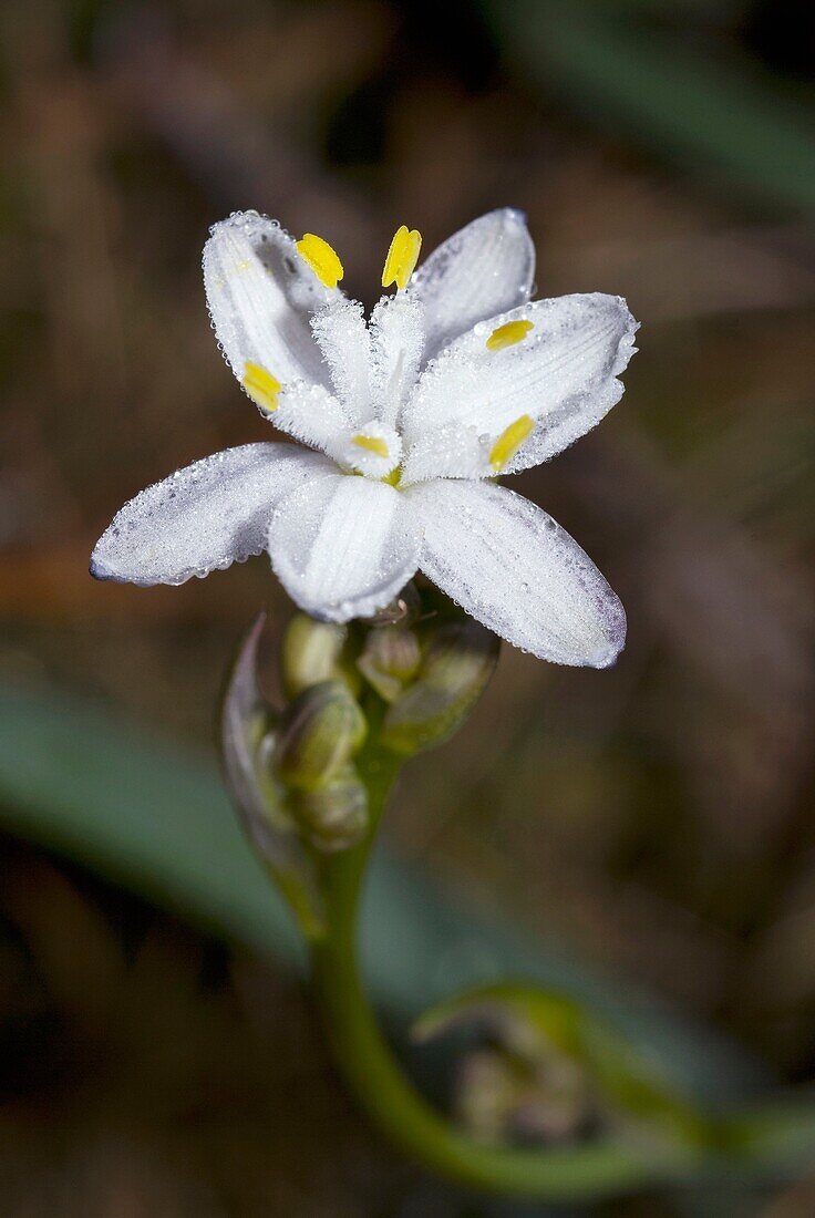 Flor de oropesa, Kerry-Lilie, Simethis planifolia Pontevedra, España