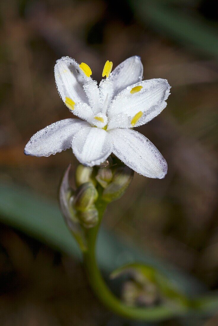 Flor de oropesa, Kerry lily, Simethis planifolia Pontevedra, España