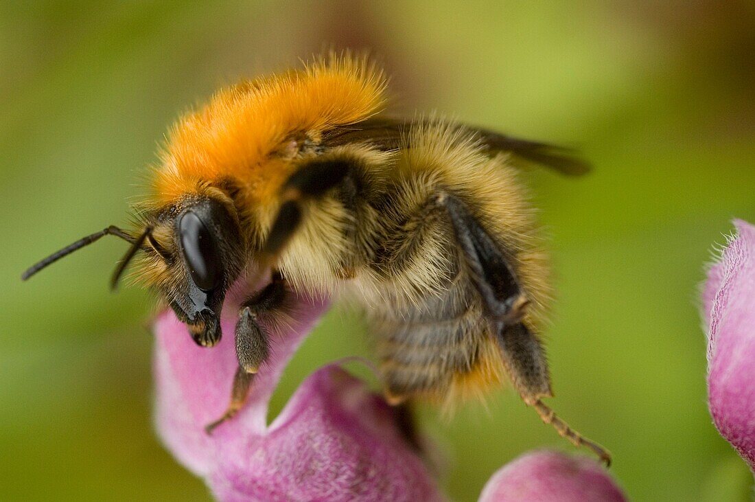 Brown-banded carder bee, Bombus humilis Pontevedra, España