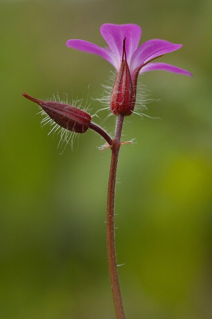 Herb robert, geranium robertianum Pontevedra, España