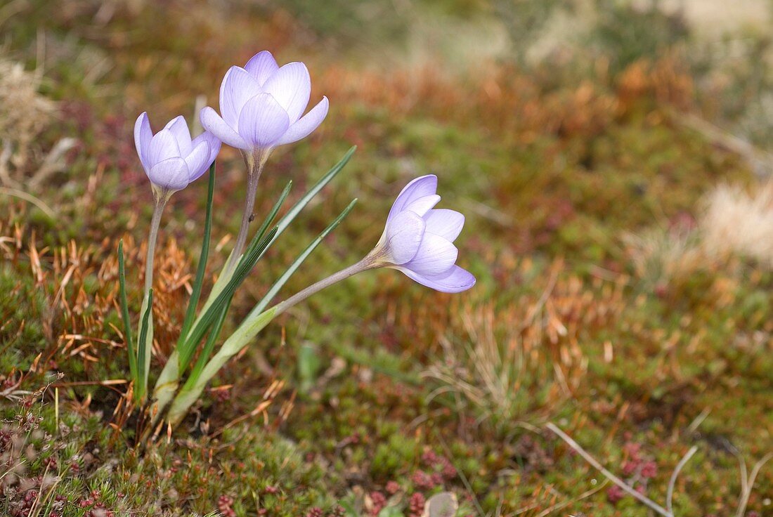 Bergkrokus Crocus carpetanus Pontevedra, Spanien