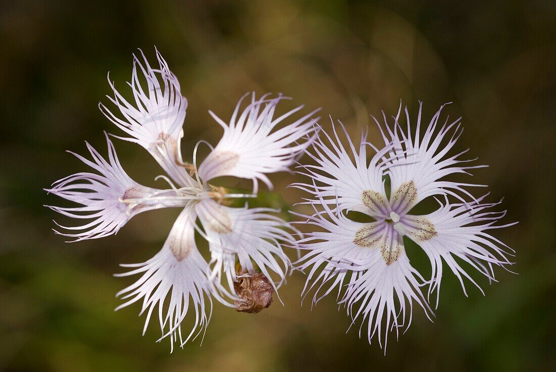 Dianthus hyssopifolius Blüte