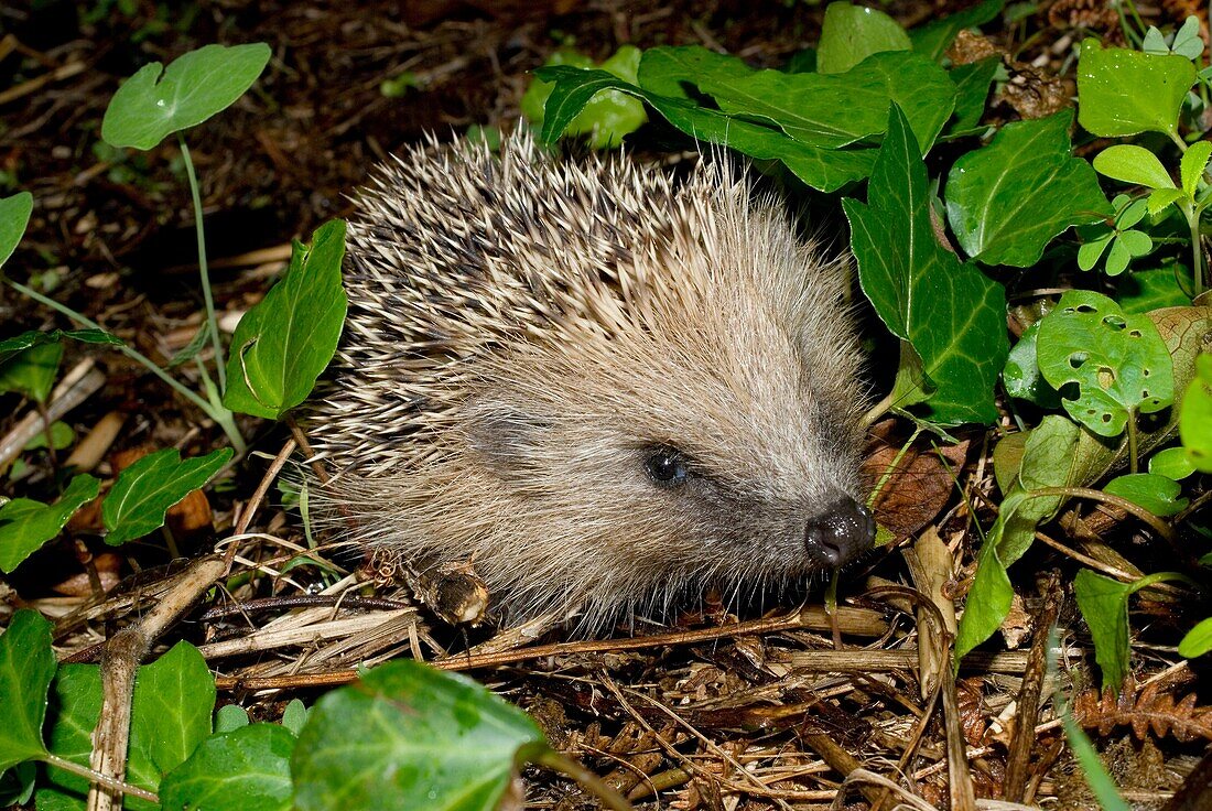 European hedgehog Erinaceus europaeus