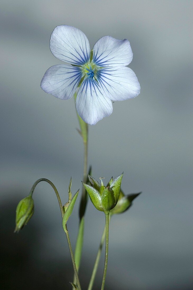 Blasse Flachsblüte Linum bienne