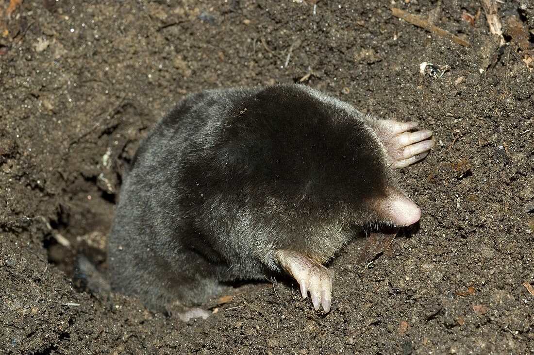 Iberian blind mole Talpa occidentalis Captive