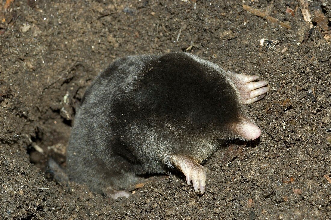 Iberian blind mole Talpa occidentalis … – License image – 70337860 ...