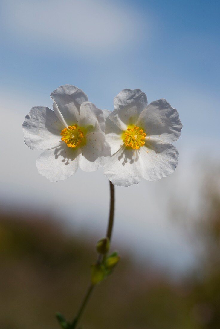 Halimium umbellatum flowers