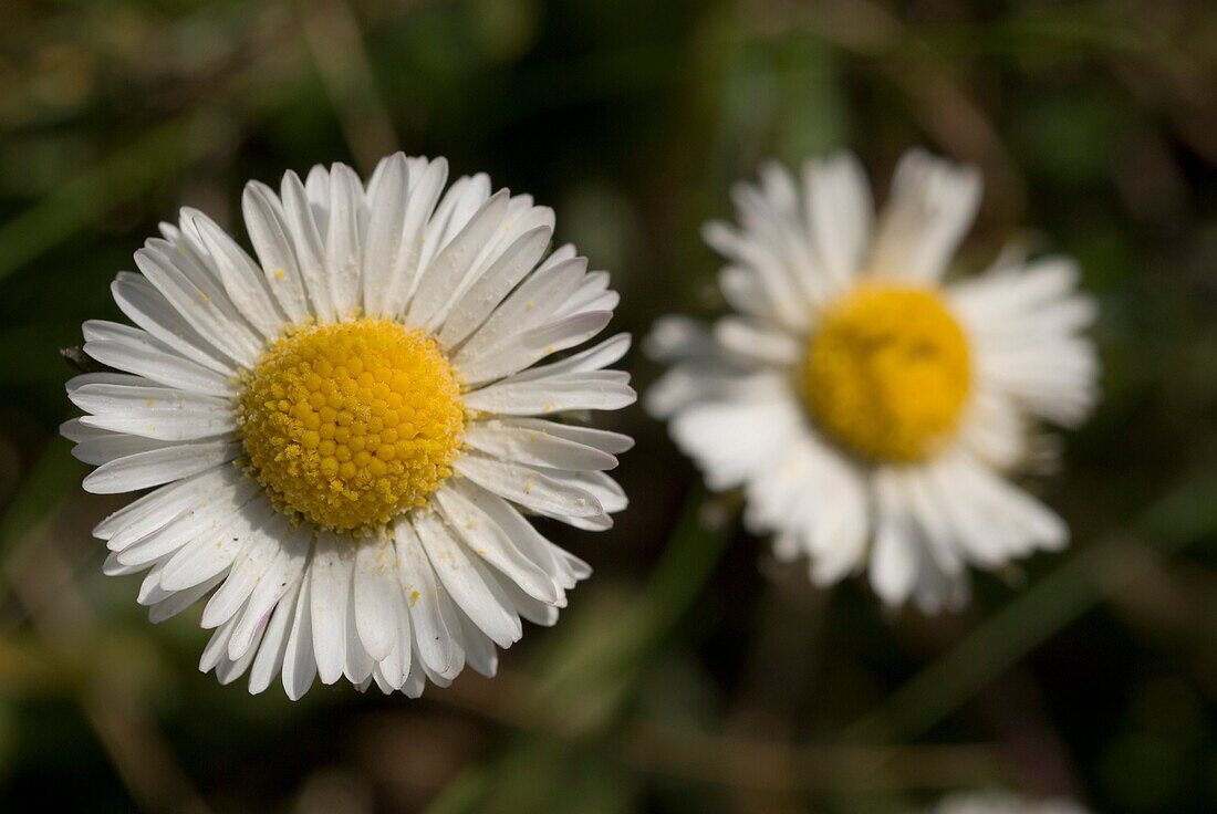 Southern Daisy Bellis sylvestris