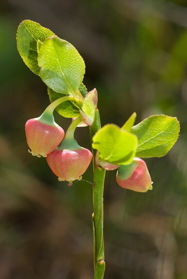 Bilberry flowers Vaccinium myrtillus