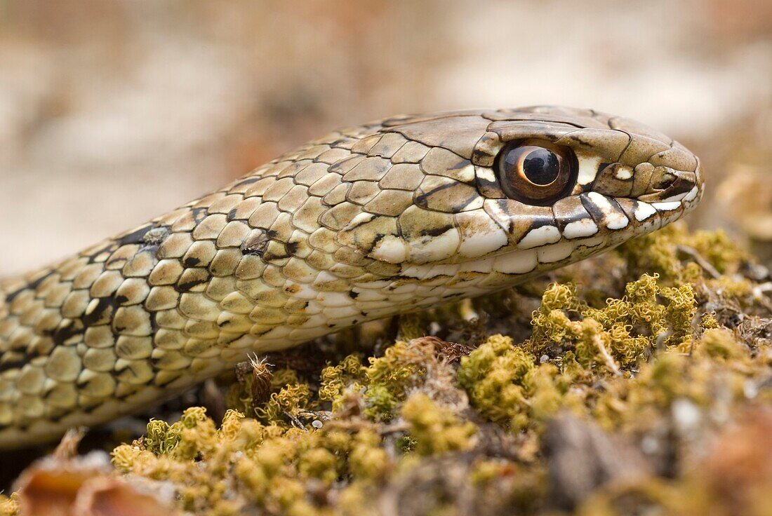 Juvenile Montpelier snake Malpolon monspessulanum