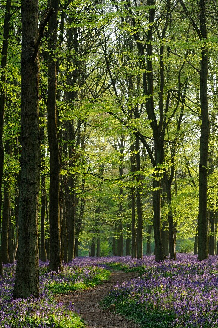 Bluebells at Dockey Wood on the Ashridge Estate, Hertfordshire, England, UK