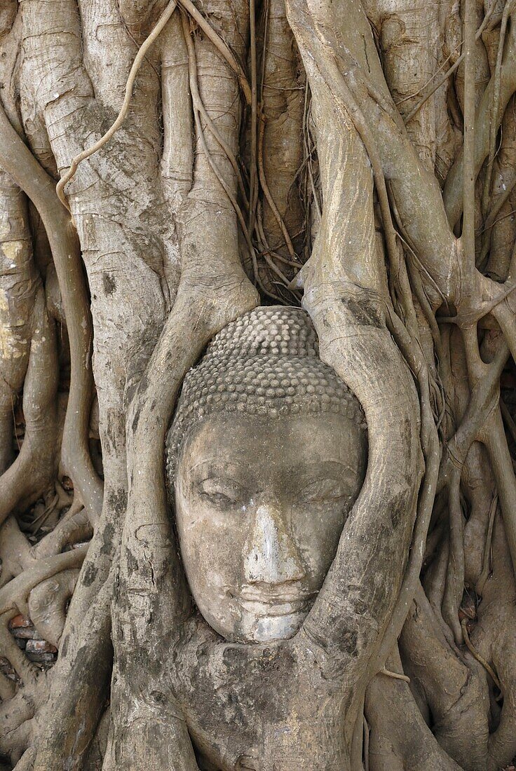 Buddha Head in Tree Roots, Wat Mahathat, Ayuthaya, Thailand