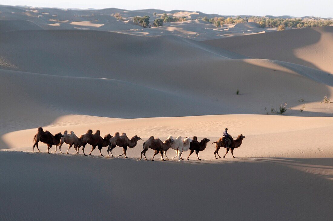 In October 2009, China's Inner Mongolia Autonomous Region EJINAQI, camel train