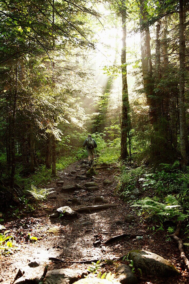 A hiker ascending Ammonoosuc Ravine Trail during the summer months Located in the White Mountains, New Hampshire USA