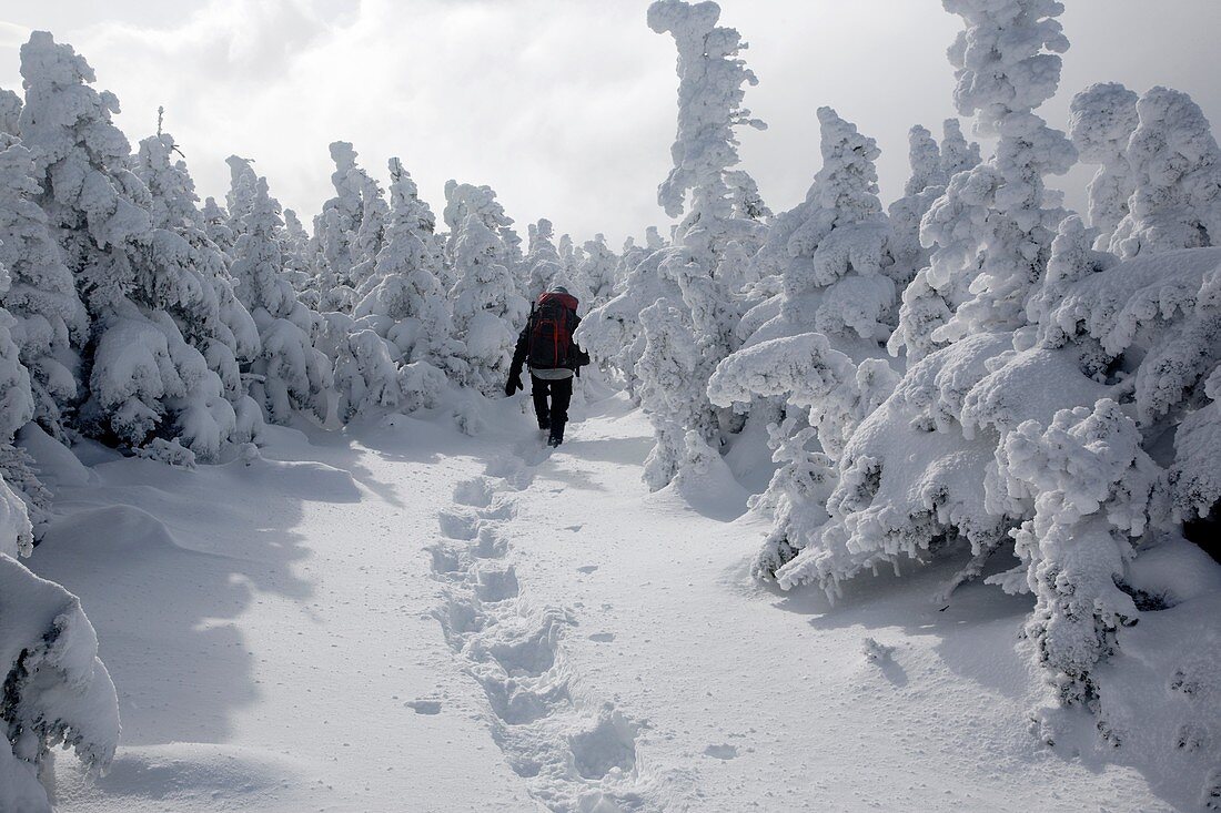 Appalachian Trail - Snowshoer on the Carter-Moriah Trail in winter conditions near the summit of Carter Dome in the White Mountains, New Hampshire USA
