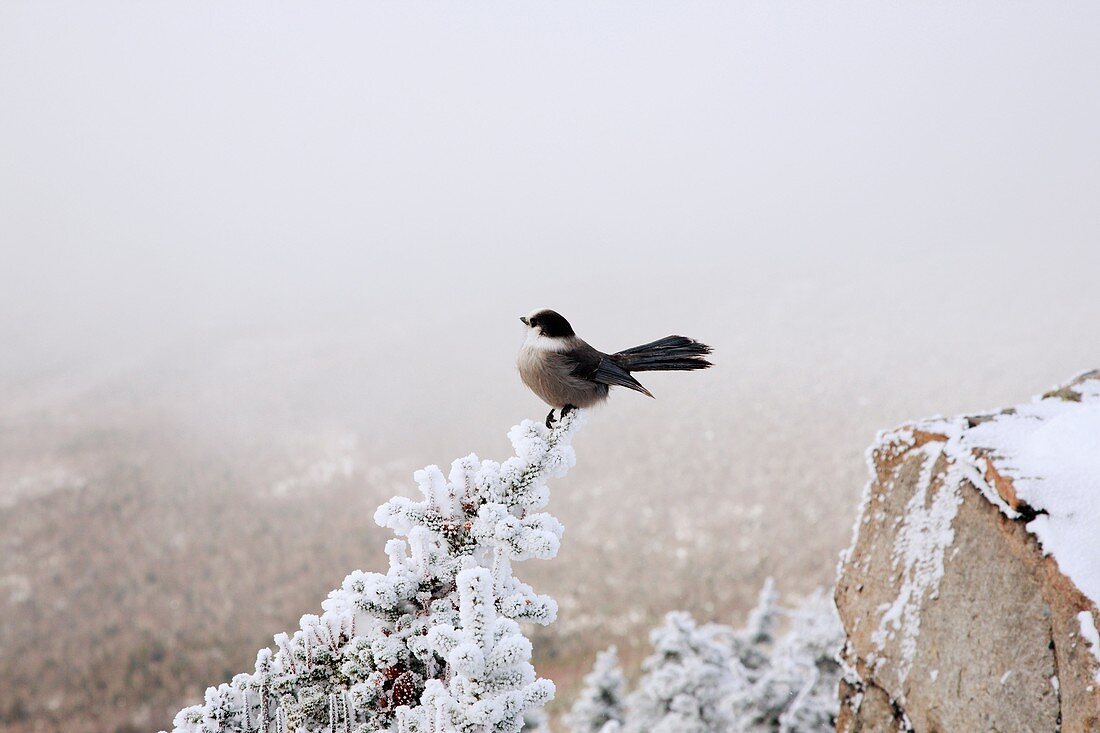 A gray jay on the summit of Mount Liberty during the winter months in the White Mountains, New Hampshire USA