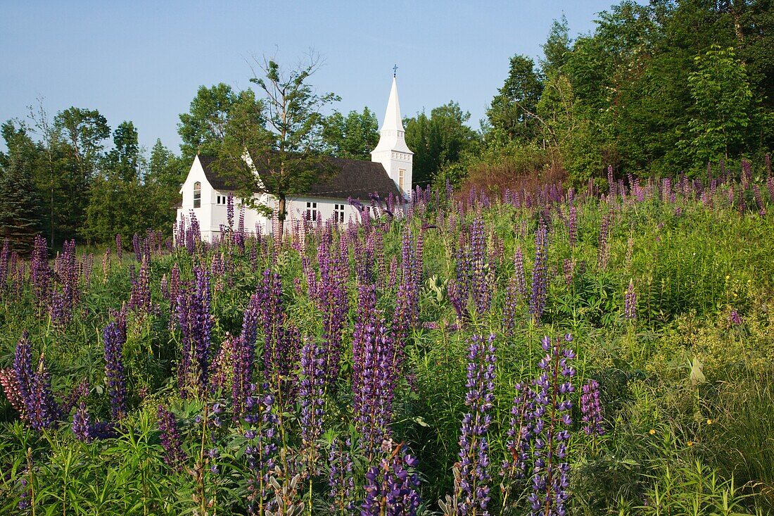 Lupine Festival in Sugar Hill, New Hampshire USA St Matthew's Chapel is in the background