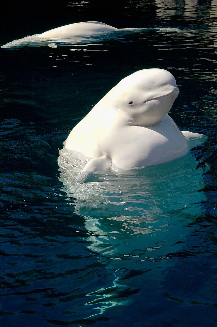 Two beluga whales at the Vancouver Aquarium Marine Science Centre British Columbia Canada