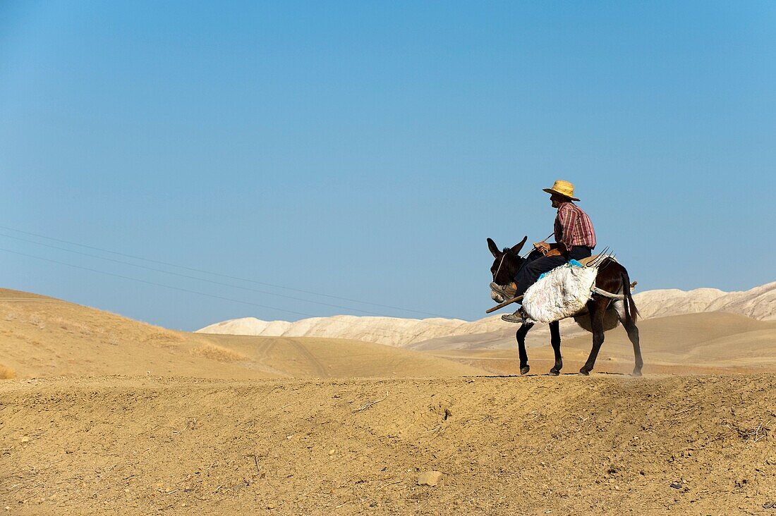 Farm-worker on the donkey, Nzala El Oudaia, Morocco