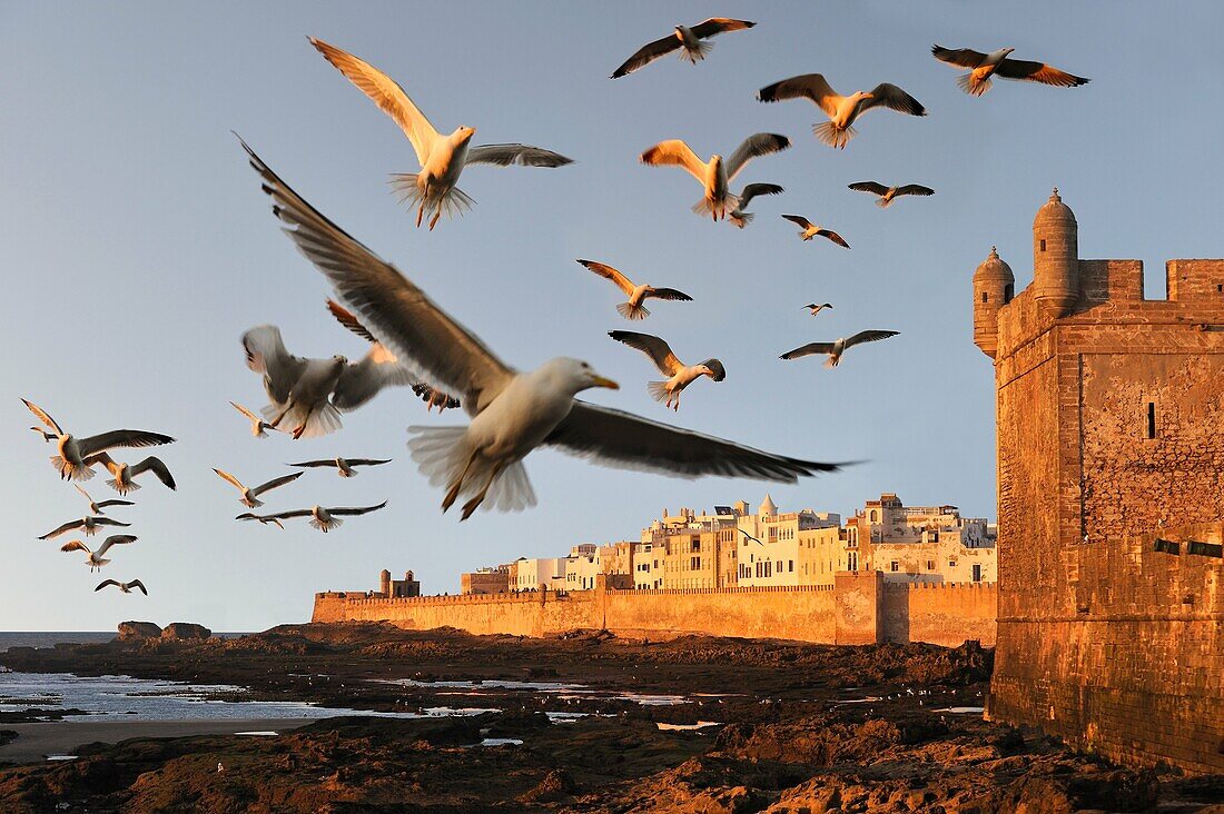 Festungsmauern und portugiesische Zitadelle mit der Medina im Hintergrund, Essaouira, Marokko, Nordafrika